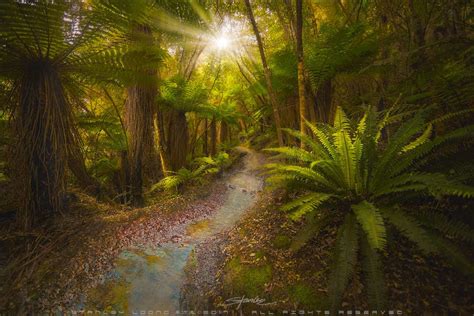 Mystic Forest Path New Zealand By Stanley Loong 500px