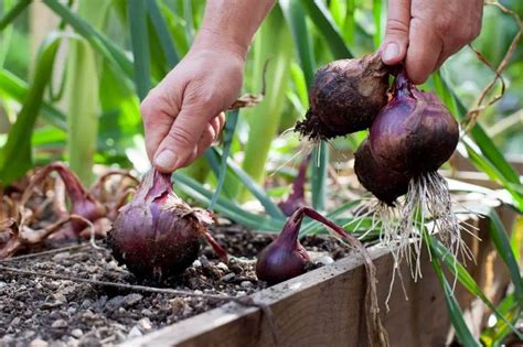 How To Grow Red Onions Plant Instructions