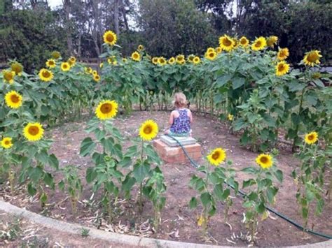 25 Beautiful Sunflower Backyard Design For Your Garden Ideas Outdoor