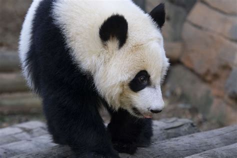 Panda Updates Wednesday January 24 Zoo Atlanta
