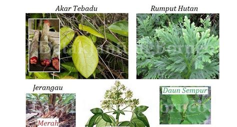 Mengenal Tanaman Obat Hutan Alami Borneo