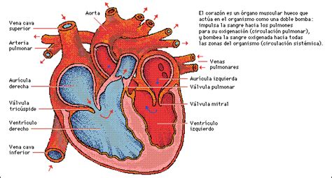 El Aparato Circulatorio Partes Del Aparato Circulatorio