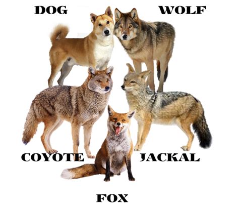 Comparing Canids Dogs Wolves Jackals Coyotes And Foxes Owlcation