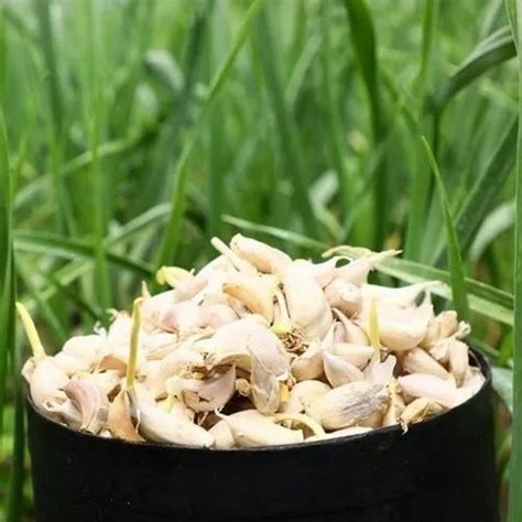 A Grade Hill Garlic Malai Poondu Garlic Size Big Good For Health At Rs Kg In Kodaikanal