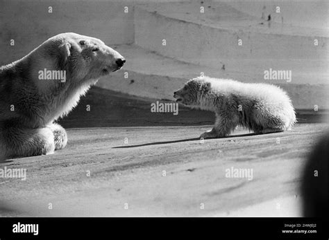Polar Bear And Polar Bear Cub At Dudley Zoo West Midlands 10th April