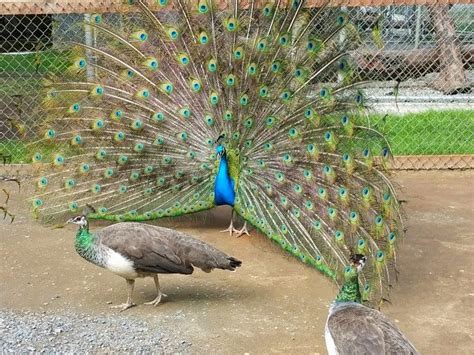 जज साब देखिए मोर ब्रह्मचारी नहीं होता How Peahen Gets Pregnant Peacocks Do Have Sex