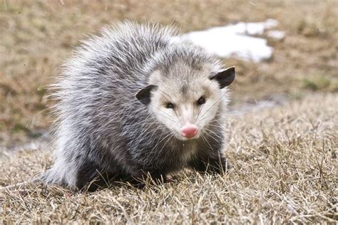 Can Opossums Get Rabies And Other Diseases Outdoor Pests