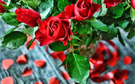 Download Wallpapers Red Roses Bouquet 4k Close Up Red Flowers