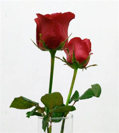 11 Gambar Mawar Merah Yang Layu Gambar Bunga Indah
