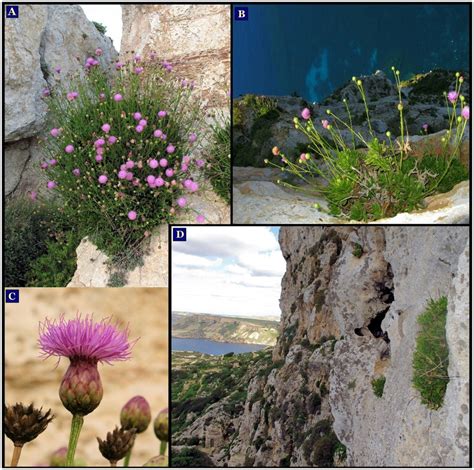 Palaeocyanus Crassifolius From The Maltese Islands A B Plant In Its