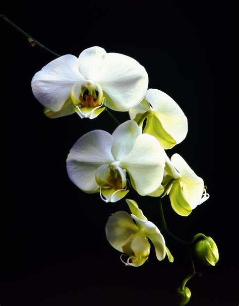 White Orchid Flower Strosstock