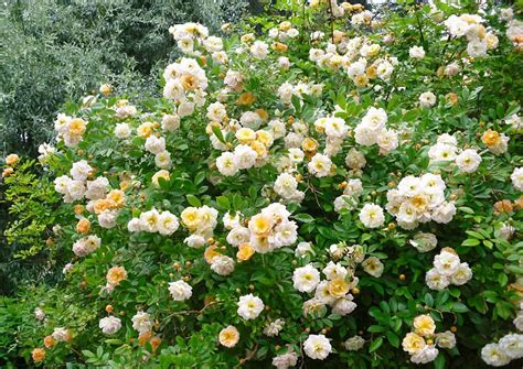 12 Ghislaine De Feligonde 875×620 Beautiful Roses Plants Rose