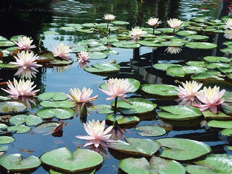 Spraying soapy water on plants doesn't prevent garden bugs from coming to the plant; Aquatic Plants For A Water Garden Make The Perfect ...