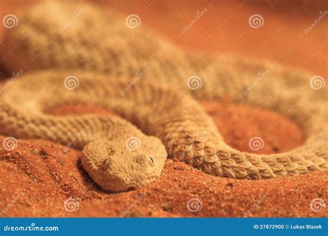 Common Sand Viper Stock Photo Image Of Animal Reptile 27872900
