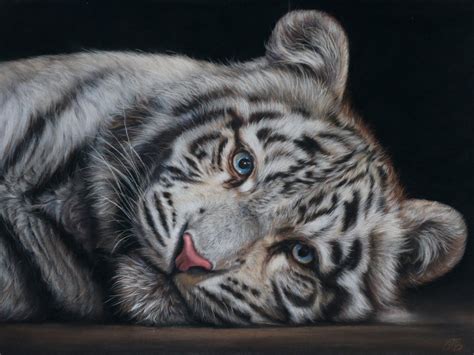 White Tiger Cub Pastel Drawing By Tatjana Bril Artfinder