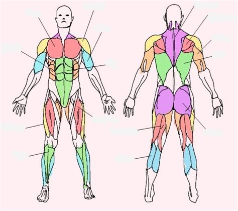 Muscular System Anatomy Posterior Diagram Quizlet