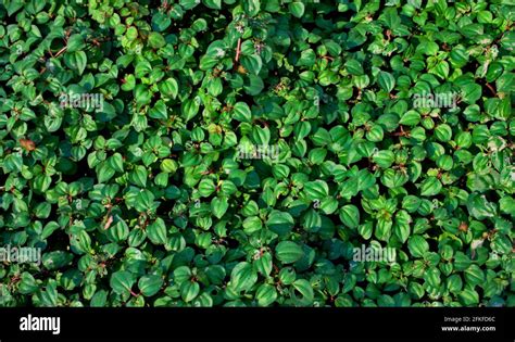 Natural Green Ground Cover Plant Texture Abstract Background Full