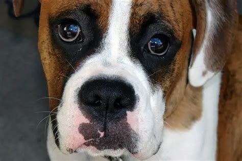 Top 10 Benefits Of Having A Boxer Dog Boxer Facts