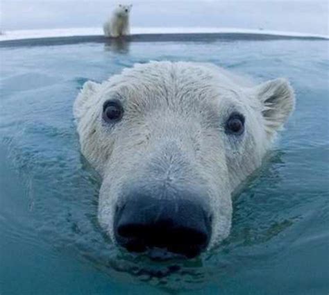 Polar Bear Pictures And Jokes Funny Pictures And Best Jokes Comics