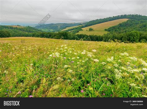 Tree On Grassy Meadow Image And Photo Free Trial Bigstock