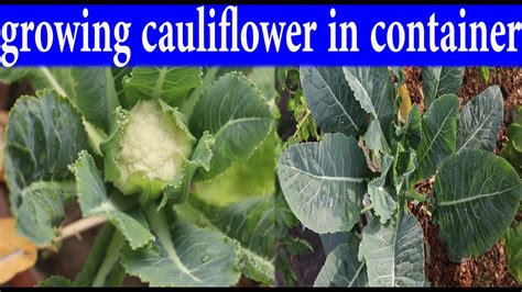 Growing Cauliflower In Containers Youtube