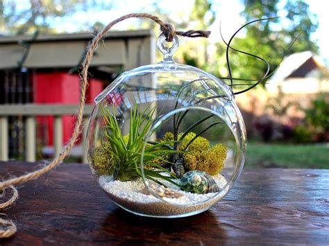 Get inspired with our creative air plant ideas. 10 Beautiful Plant Terrariums | Home Designing