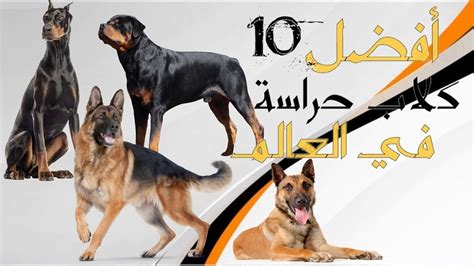أفضل و أقوى 10 كلاب حراسة في العالم Top 10 Best Guard Dogs Youtube