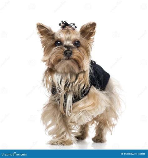 Dressed Yorkshire Terrier 55 Years Old Stock Image Image Of