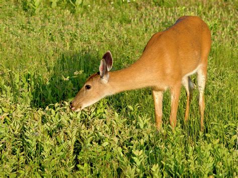 What flowers do deer not eat uk. Trees Can Sense When They're Being Eaten so They Launch a ...