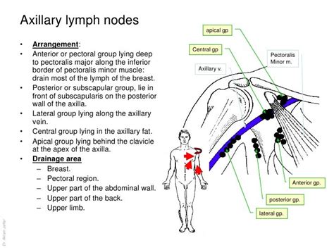 Anatomy of the lymphatic system
