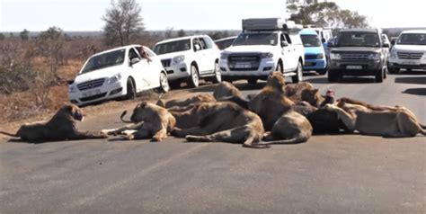 Watch Pride Of Lions Block Traffic At Kruger National Park