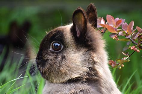 Conejo Holandés Características Y Cuidados De Esta Cariñosa Mascota