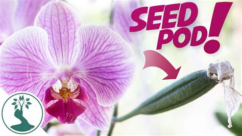 How To Hand Pollinate Phalaenopsis Orchids Growing Orchids From Seeds At Home Youtube