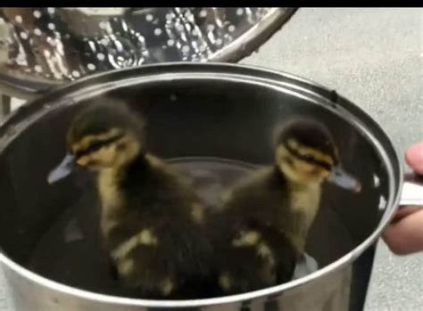 Watch Hero Rescues Ducklings From Drain With Saucepan