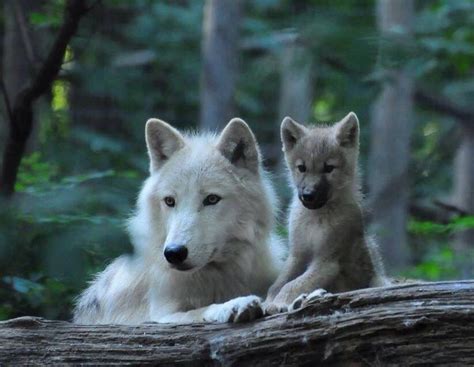Momma And Baby Wolf Wolf Love Wild Wolf Animals Beautiful