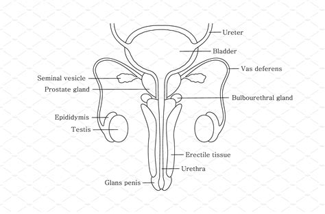 Male Reproductive System In Line Illustrations ~ Creative Market