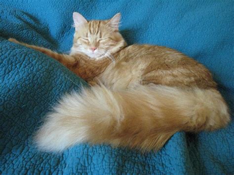 Cat Breeds With Big Fluffy Tails