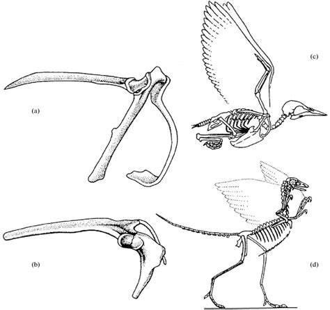 Bird Anatomy Diagram Bone Joints