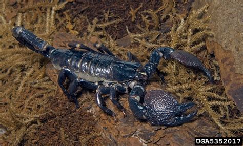 Blue Emperor Scorpion