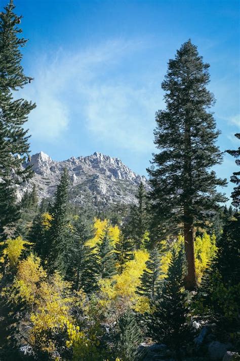 Pine Trees On Mountain Under Blue Sky During Daytime · Free Stock Photo