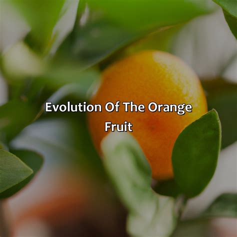 What Orange Came First The Color Or The Fruit