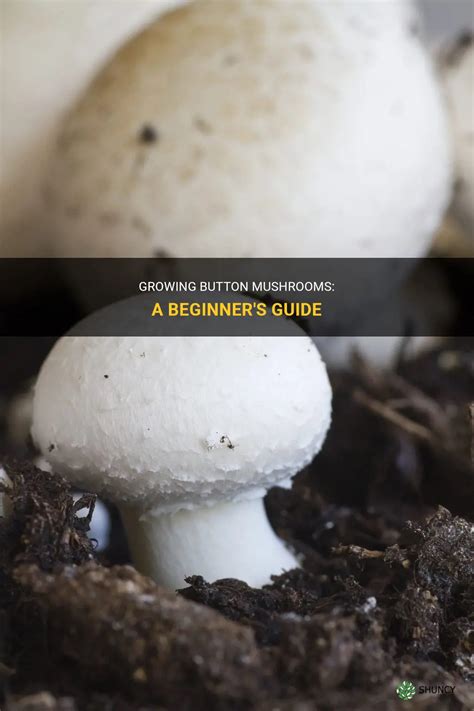 Growing Button Mushrooms A Beginners Guide Shuncy