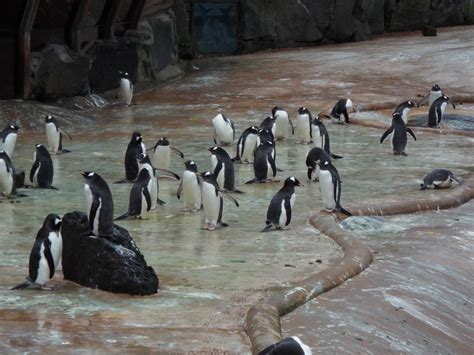 Gentoo Penguins Edinburgh Zoo Zoochat