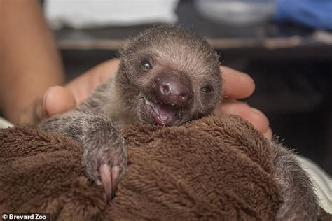 Adorable Baby Sloth Is Being Raised By Florida Zookeepers After Its
