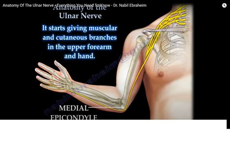 More definitions, origin and scrabble points Ulnar Nerve Anatomy — OrthopaedicPrinciples.com