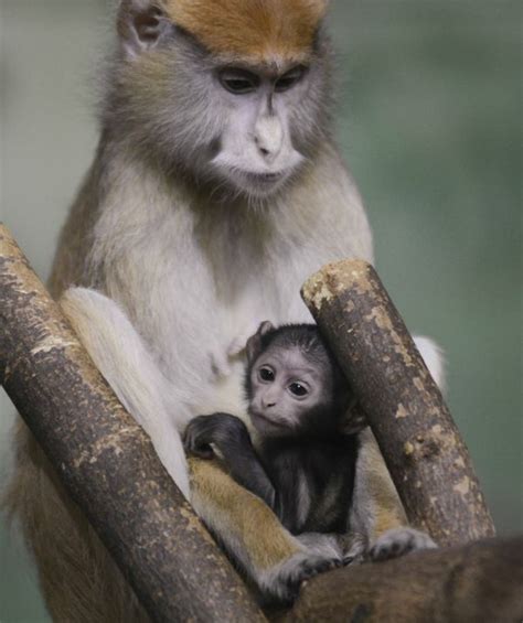 Help Name This Baby Patas Monkey Zooborns