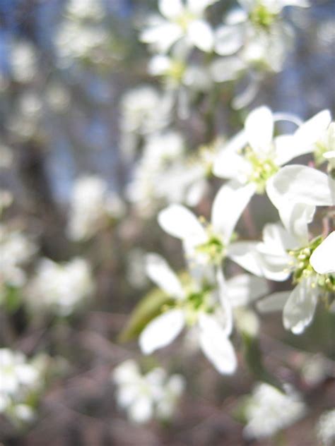 White Flowering Trees Early Spring Flickr Photo Sharing