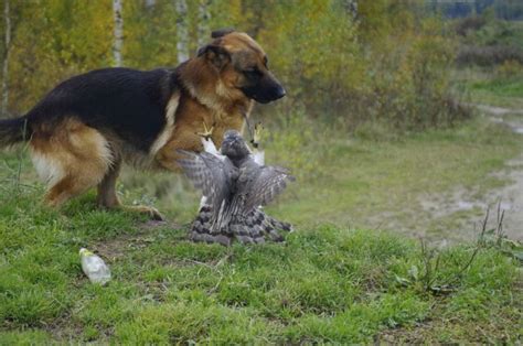 An Unlikely Animal Duo Who Are The Best Of Friends 30