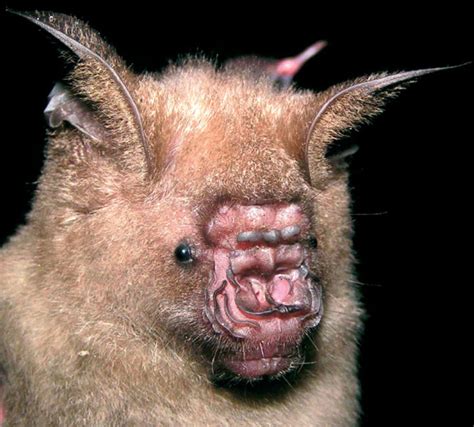44 Weirdest Looking Bat Species That Are Harmless To Humans Page 3 Of