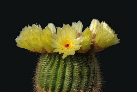 Cactus Wallpapers Pictures Images